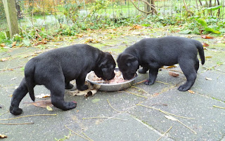 Foto bij De deur uit!