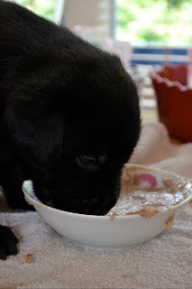 Foto bij Pappies