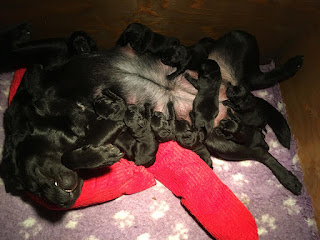 Foto bij Wishstone's Baby Boom!