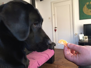 Foto bij Feest Beesten