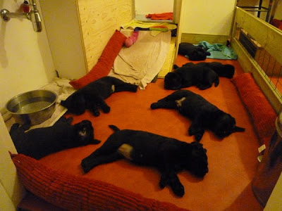 Foto bij Black = BEAUTIFUL