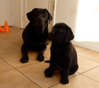 Foto bij Meet Rosie's gang