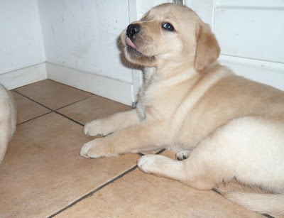 Foto bij Puppy investigations
