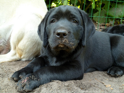 Foto bij Zand erover!