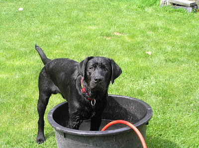 Foto bij C-nest van Janet en Sailor 1 jaar!