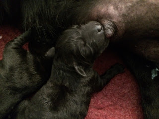 Foto bij Het avontuur van LouLou en haar Wishstone Y-nest
