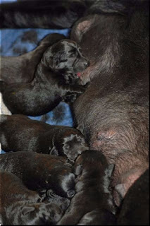 Foto bij Bisou omhelst het moederschap