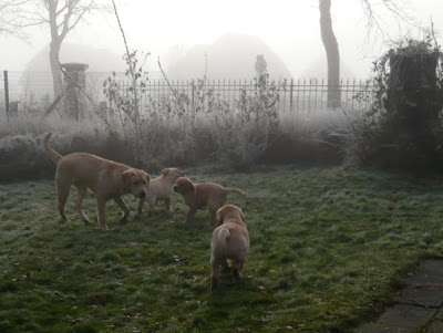 Foto bij The Three True Blondes