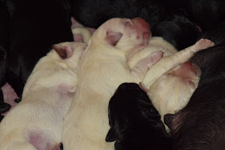 Foto bij Bootsz' Babyboom