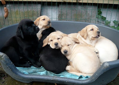 Foto bij A bouncy bunch!