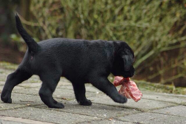 Foto bij It's all about the BONE!