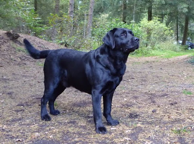 Foto bij JanetSailor-blend 2 jaar!