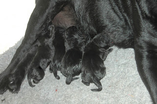 Foto bij Bibi's P-nest