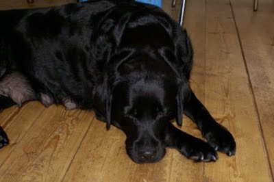 Foto bij Puppy Rituals...