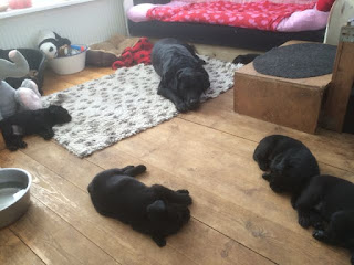 Foto bij De BiChi's