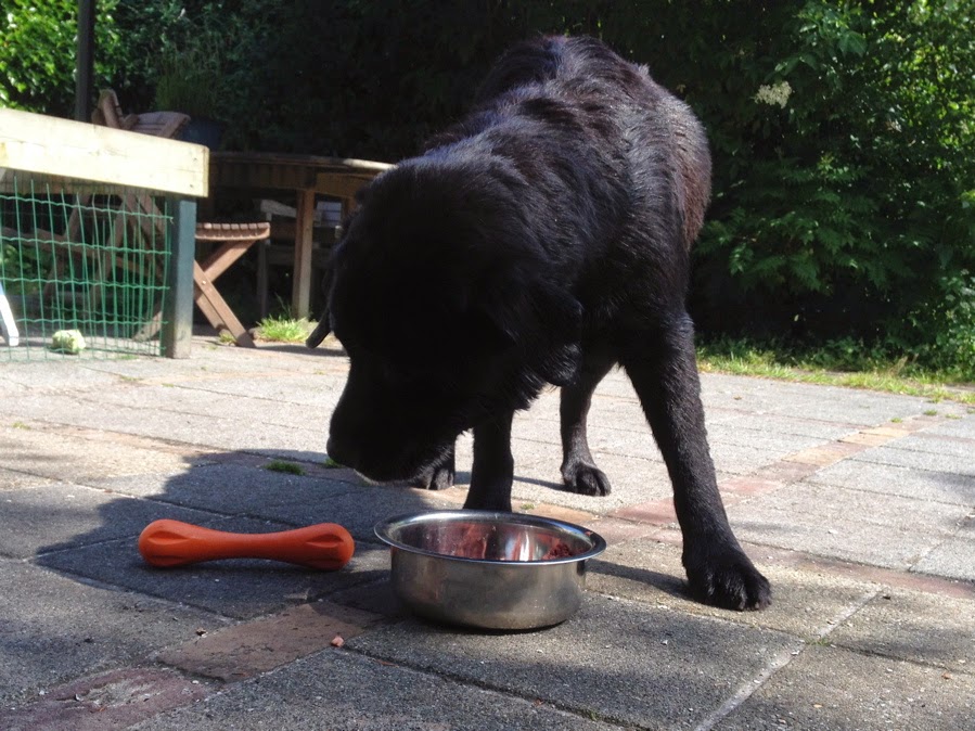 Foto bij Ollie 27 november 2000 - 30 mei 2014