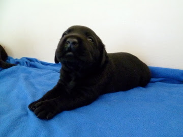 Foto bij Papkindjes
