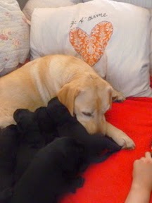 Foto bij Pupdate