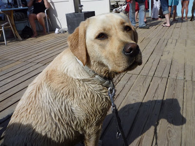 Foto bij Jaarlijkse Stranddag