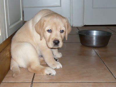 Foto bij Puppy Rituals...