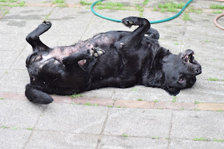 Foto bij LouLou's verjaardagsfeest