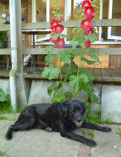 Foto bij Ollie 13 jaar!