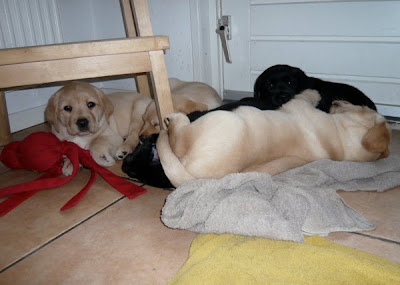 Foto bij Puppy investigations