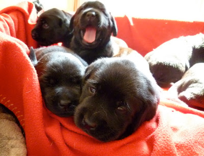 Foto bij Papkindjes
