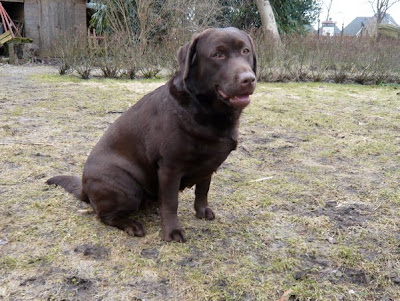 Foto bij Over dekken enzo...