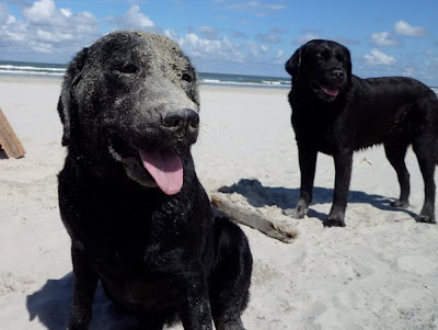 Foto bij Een dagje naar het strand