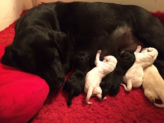 Foto bij Bootsz' Babyboom