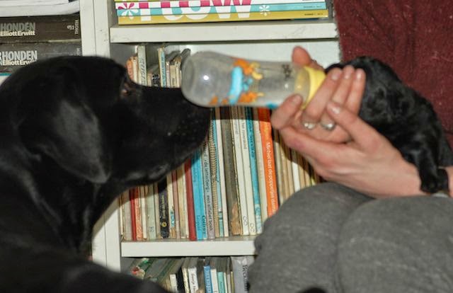 Foto bij Gezoogd en gebotteld