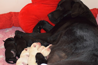Foto bij Bootsz' Babyboom