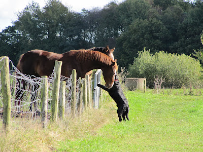 Foto bij JanetSailor-blend 2 jaar!
