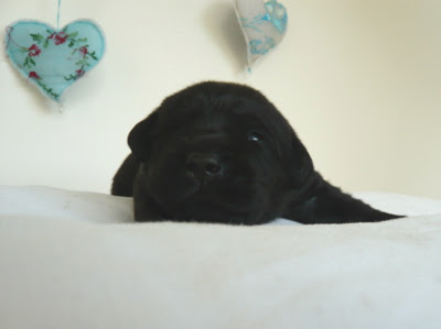 Foto bij C-nest van Janet en Sailor 1 jaar!
