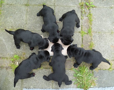 Foto bij Alles wat zwart is...