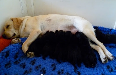 Foto bij Baguette et ses 6 petits pains