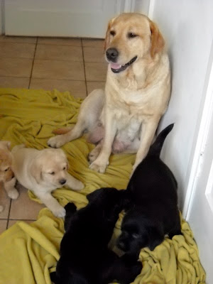 Foto bij Puppy investigations