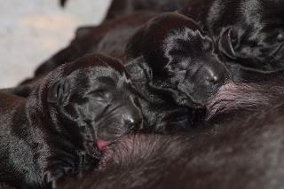 Foto bij Wishstone's Baby Boom!