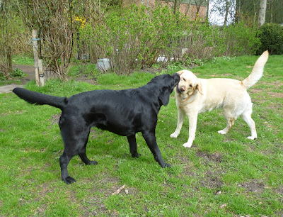 Foto bij Lentekriebels