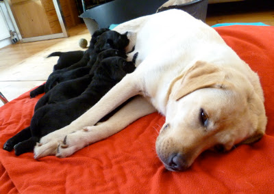 Foto bij Papkindjes