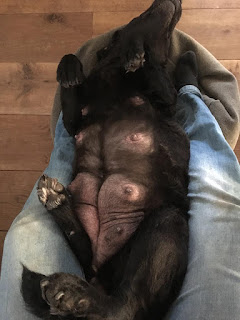 Foto bij Het zwarte schaap