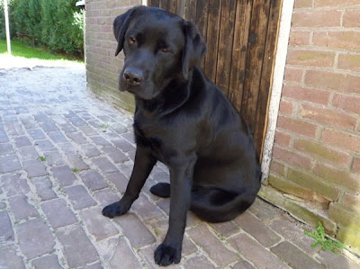 Foto bij Eerste Wishstones 1 jaar!