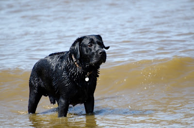 Foto bij Jaarlijkse Stranddag