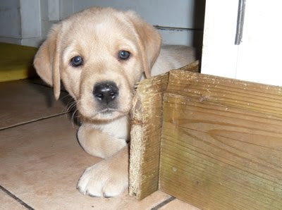 Foto bij Puppy Rituals...