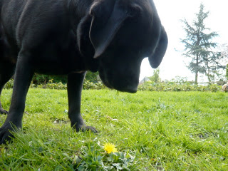 Foto bij Rosie Nosy