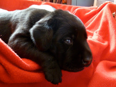 Foto bij Papkindjes