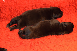 Foto bij Het avontuur van LouLou en haar Wishstone Y-nest