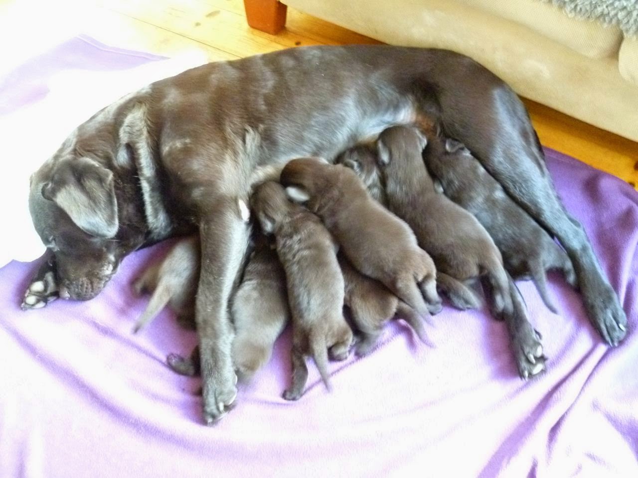 Foto bij De eerste weken van Bieb's L-nest