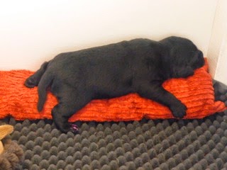 Foto bij Pupdate